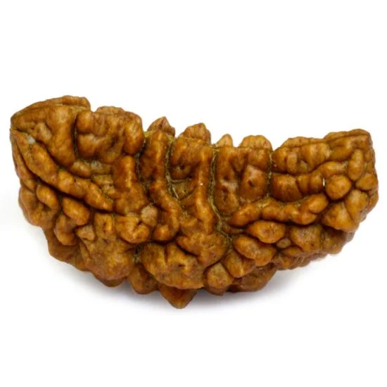 1_mukhi_rudraksha_main