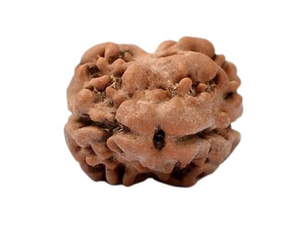 2-Mukhi-Natural-Rudraksha-2-600x450