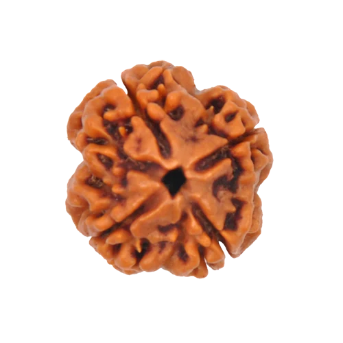 4-mukhi-rudraksha-500x500