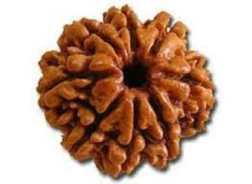 8-mukhi-rudraksha-8-faced-rudraksha-by-lab-certified-500x500