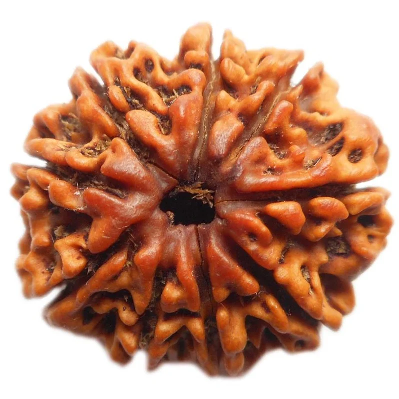 9-Mukhi